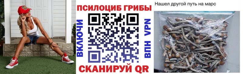 закладки  Зеленогорск  Псилоцибиновые грибы Cubensis 